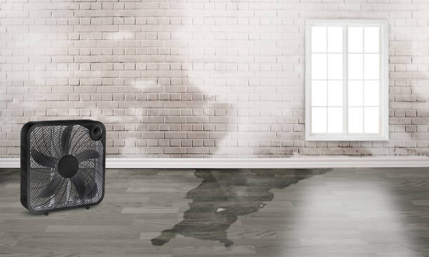 Best Mold removal after water damage  in Clarksville, IN