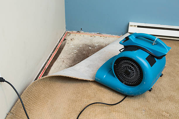 Best Water damage contractors near me  in Clarksville, IN
